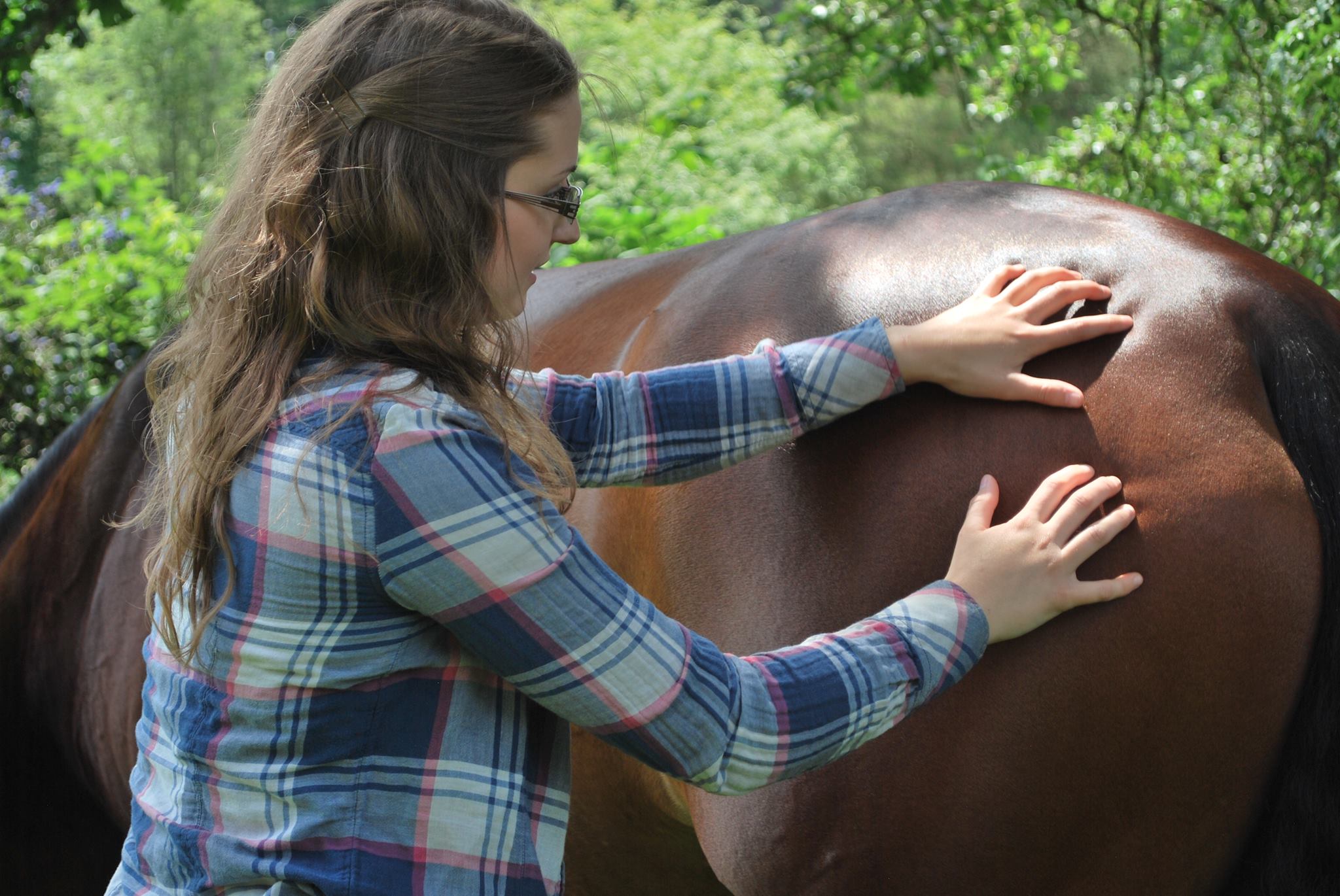 Horse Massage